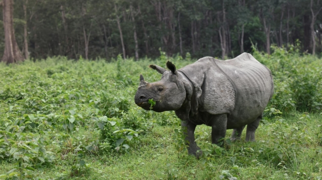 Kaziranga National Park