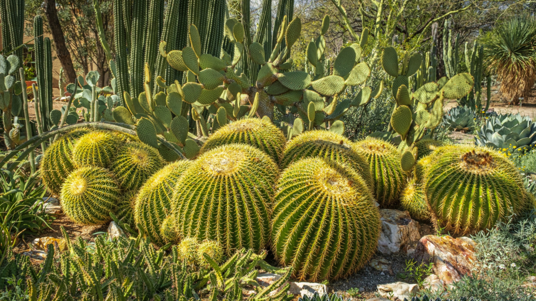 cactus garden of chandigarh